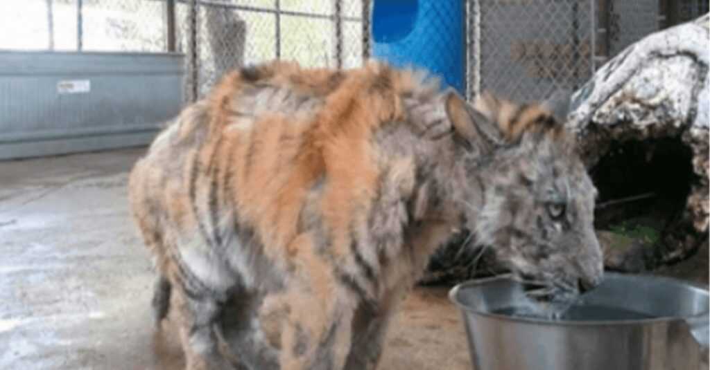 Ein vernachlässigtes Tigerjunges wird aus dem Zirkus gerettet und erholt sich unglaublich