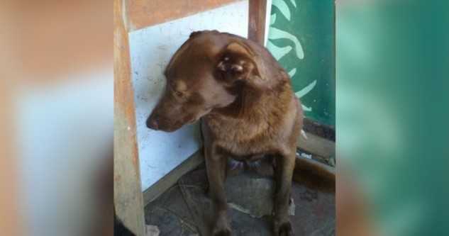 Depressiver Hund war 2 Jahre allein im Tierheim und erkannte einen vertrauten Geruch